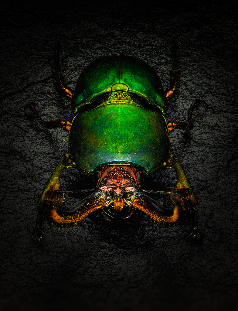 Still Life Product Photography of Beetle by Packshot Factory