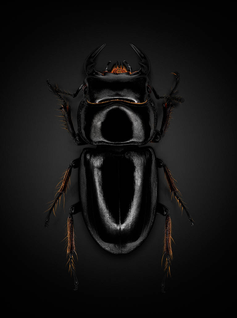 Packshot Factory - Black background - Beetle