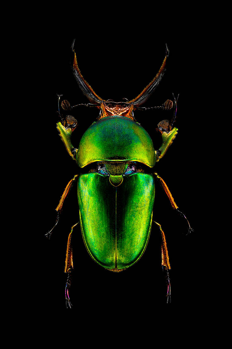 Packshot Factory - Black background - Beetles