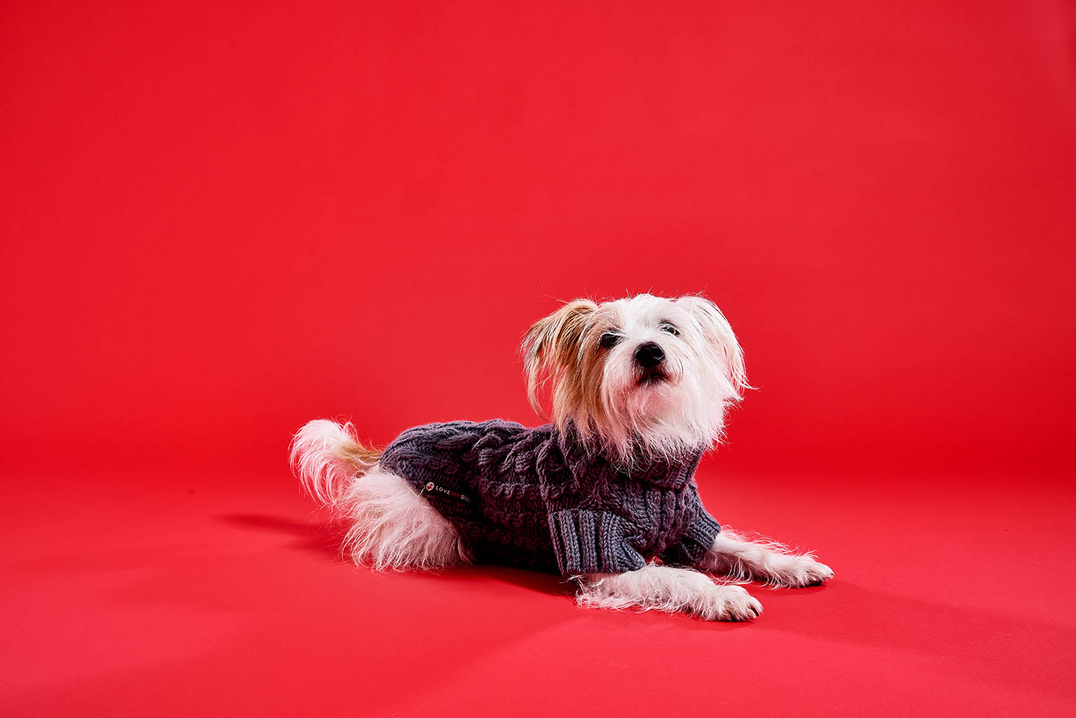 Packshot Factory - Coloured background -  Lish dog sweatshirt