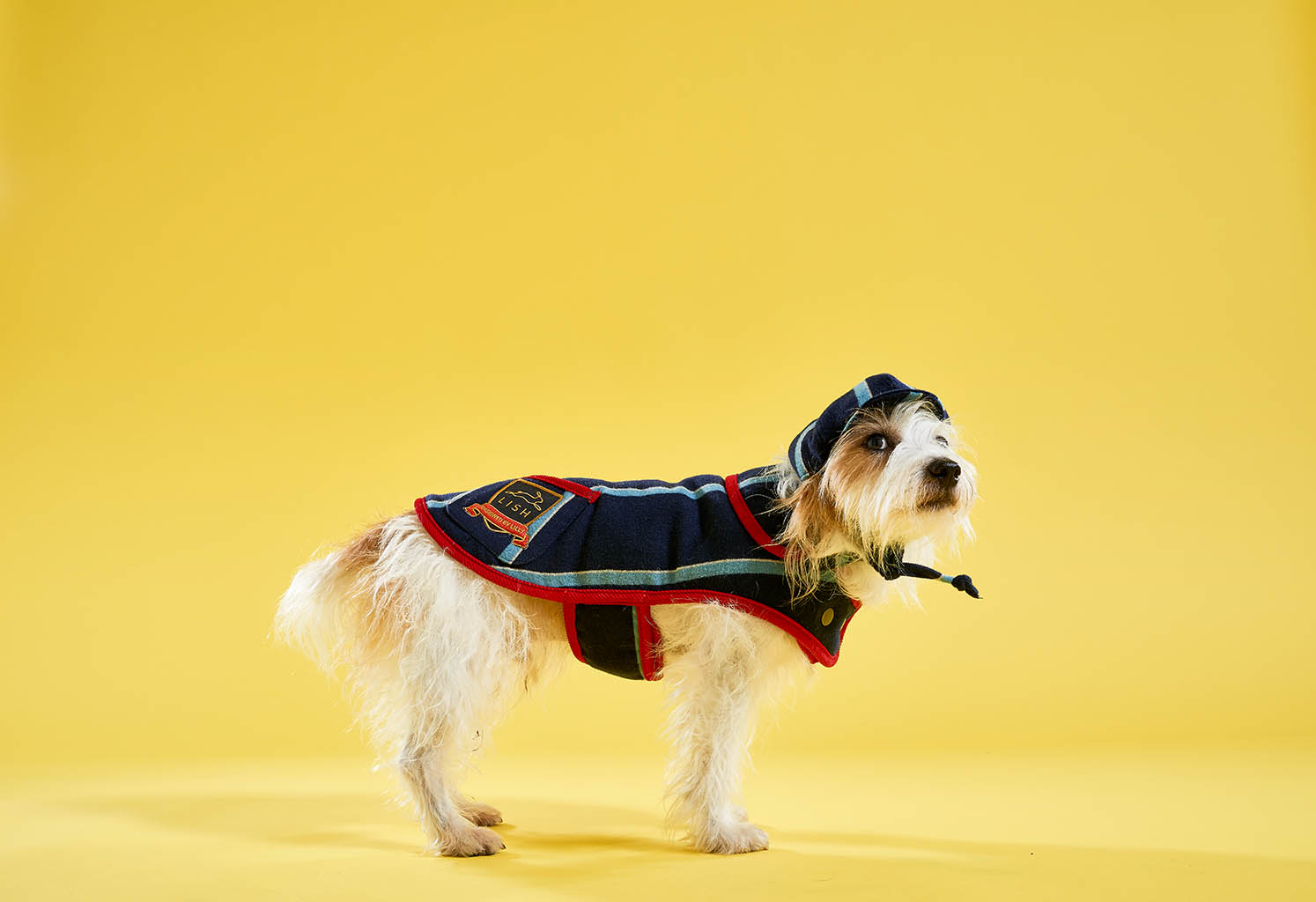 Packshot Factory - Coloured background - Lish dog coat