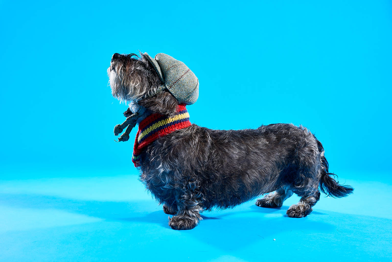 Packshot Factory - Coloured background - Lish dog hat and scarf