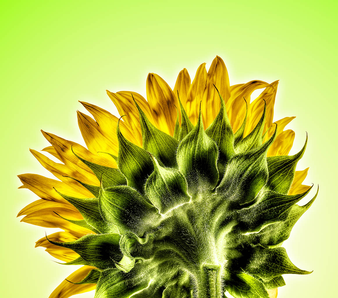 Packshot Factory - Ingredients - Sunflower