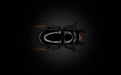 Black background Explorer of Beetle