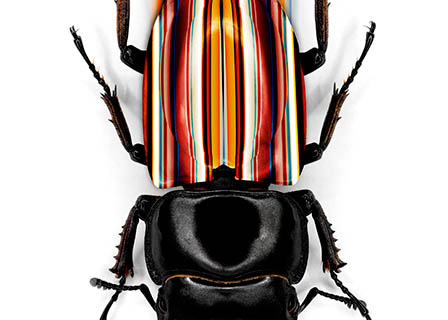 White background Explorer of Paul Smith beetle