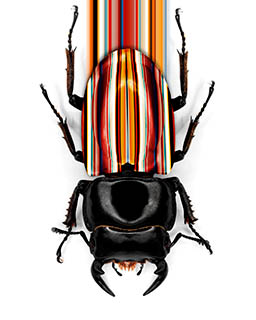 White background Explorer of Paul Smith beetle