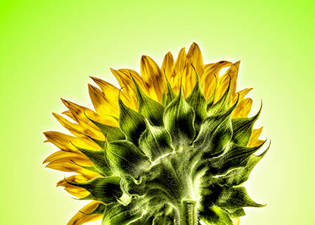 Coloured background Explorer of Sunflower