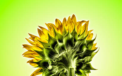 Coloured background Explorer of Sunflower