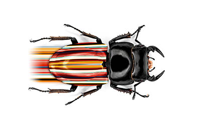 White background Explorer of Paul Smith beetle