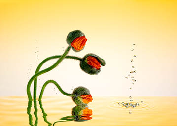 Coloured background Explorer of Poppy flowers in water