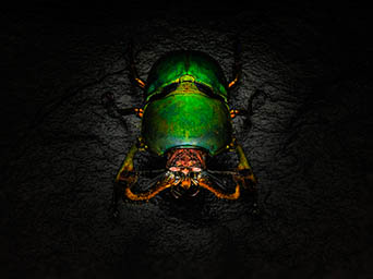 Black background Explorer of Beetle