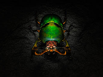 Black background Explorer of Beetle