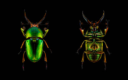 Black background Explorer of Beetles