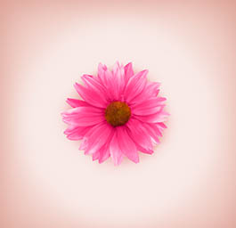 Still life product Photography of Echinacea flower