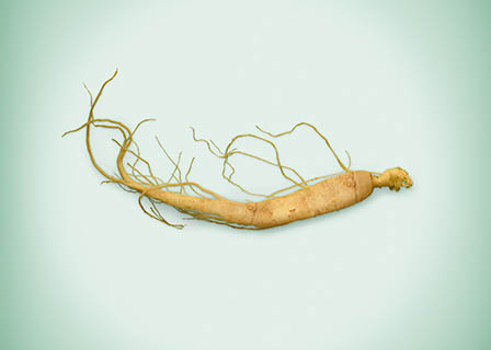 Coloured background Explorer of Ginseng root