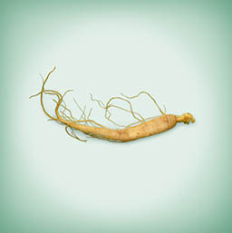 Food Photography of Ginseng root