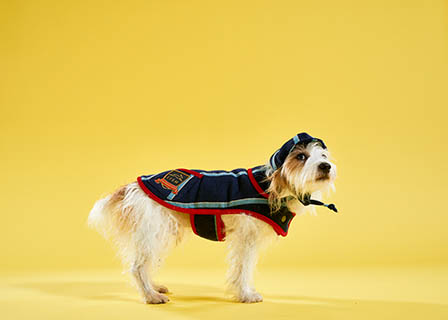 Coloured background Explorer of Lish dog coat