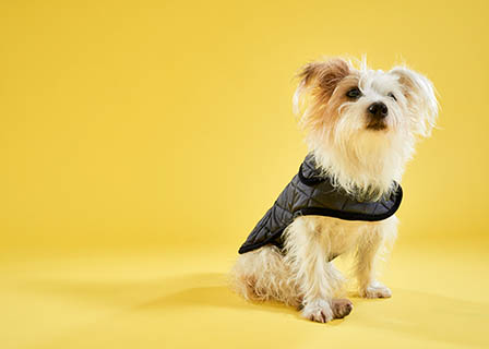 Model Explorer of Lish dog coat