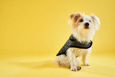 Still life product Photography of Lish dog coat