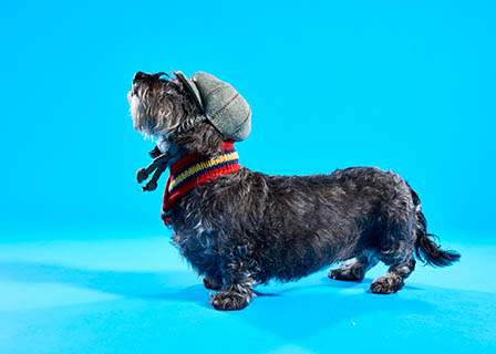Coloured background Explorer of Lish dog hat and scarf