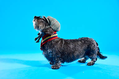 Coloured background Explorer of Lish dog hat and scarf