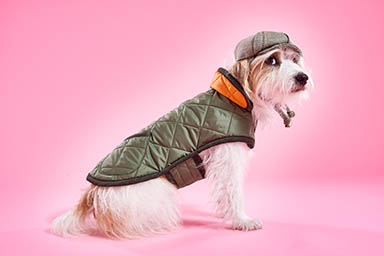 Still life product Photography of  Lish dog coat