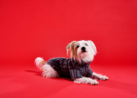Model Explorer of  Lish dog sweatshirt