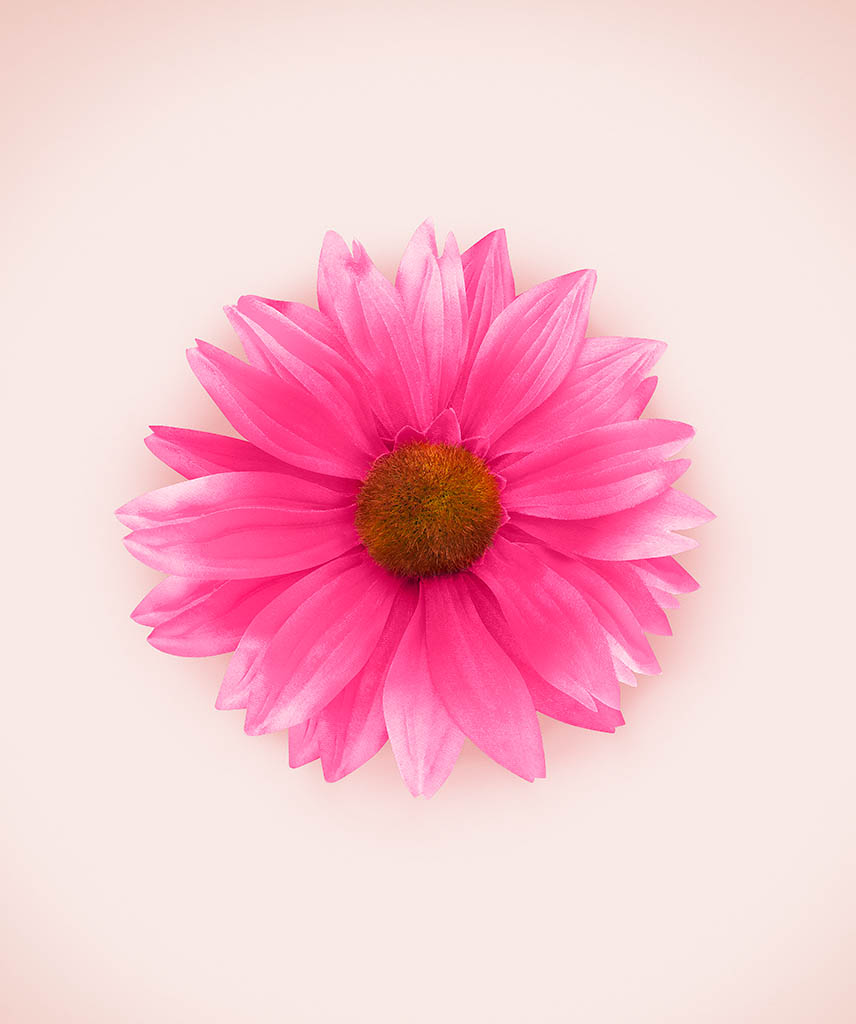 Still Life Product Photography of Echinacea flower by Packshot Factory