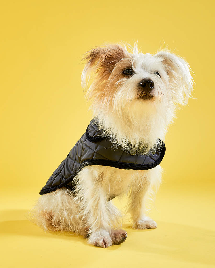 Still Life Product Photography of Lish dog coat by Packshot Factory