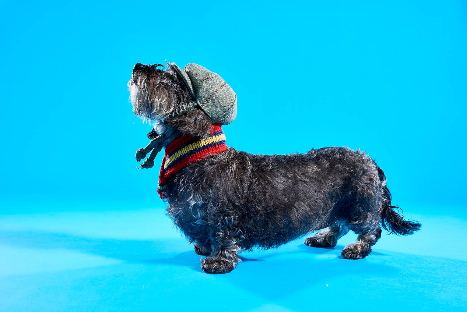 Still Life Product Photography of Lish dog hat and scarf by Packshot Factory