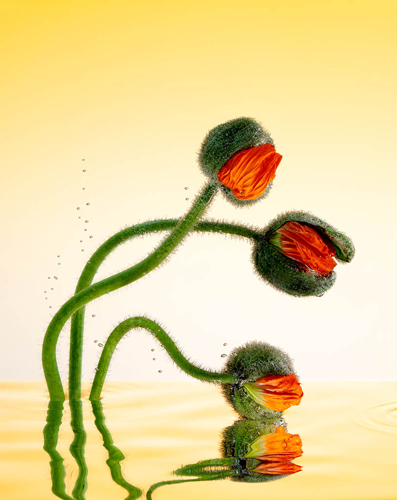 Still Life Product Photography of Poppy flowers in water by Packshot Factory