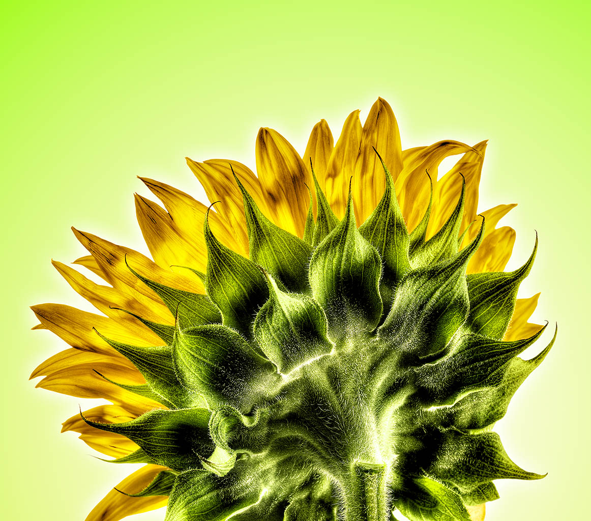 Still Life Product Photography of Sunflower by Packshot Factory