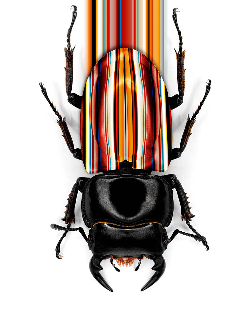 Packshot Factory - White background - Paul Smith beetle