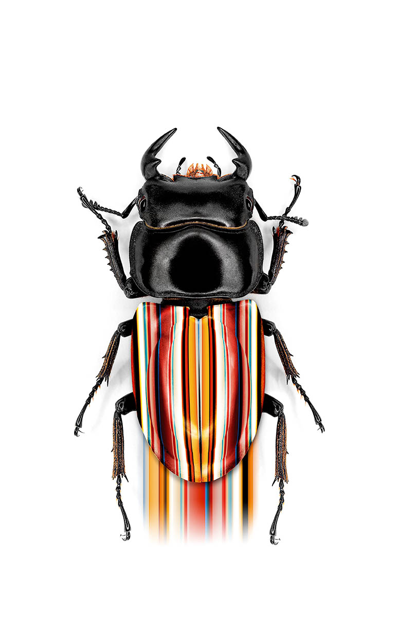 Packshot Factory - White background - Paul Smith beetle